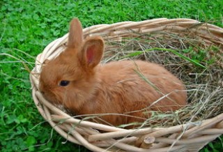 极兔国际物流快递(今年第1000亿件快递由极兔承运“国际兔”还要奔向更广阔的远方)