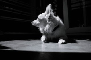 空运宠物怎么收费(可以带宠物上飞机了 统一收费800元每只)