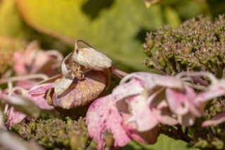 美已现7种新冠变异株(又一新冠变异株出现，已在美国流行！最新研判……)
