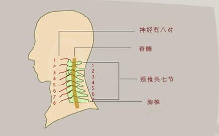 标准睡姿图片