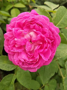 今日航班动态查询实时(少点一次鼠标：火狐Firefox浏览器地址栏可直接查询航班、天气等)  第1张